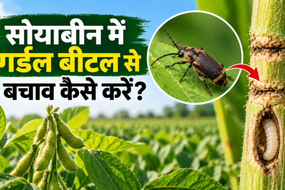 Soyabean Mein Girdle Beetle Se Bachav Kaise Karein