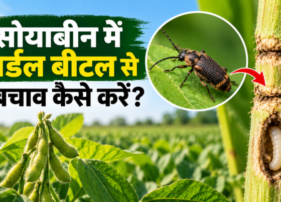 Soyabean Mein Girdle Beetle Se Bachav Kaise Karein