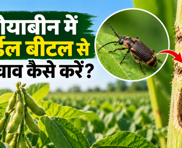 Soyabean Mein Girdle Beetle Se Bachav Kaise Karein