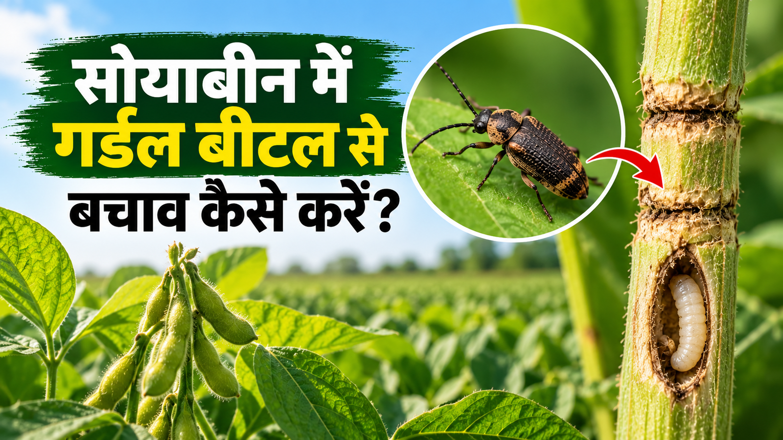 सोयाबीन में गर्डल बीटल से बचाव कैसे करें? जानें पहचान और नियंत्रण के तरीके  Soyabean Mein Girdle Beetle Se Bachav Kaise Karein