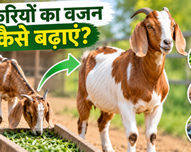 Bakri Ka Wajan Kaise Badhayein