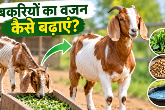 Bakri Ka Wajan Kaise Badhayein