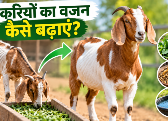 Bakri Ka Wajan Kaise Badhayein