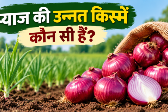 Pyaaj Ki Unnat Kismein Konsi Hai?