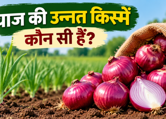 Pyaaj Ki Unnat Kismein Konsi Hai?