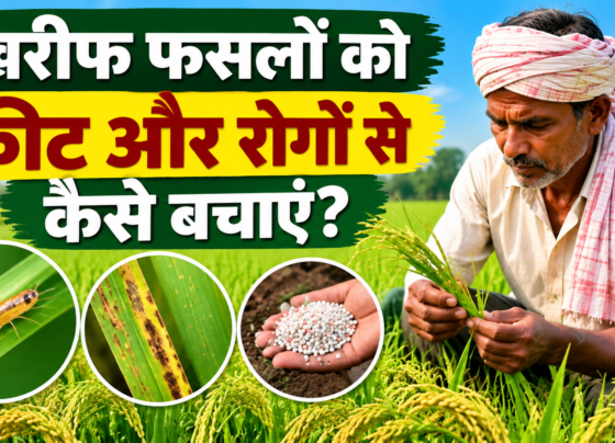 Kharif Fasal Ko Keet Rog Se Kaise Bachaye