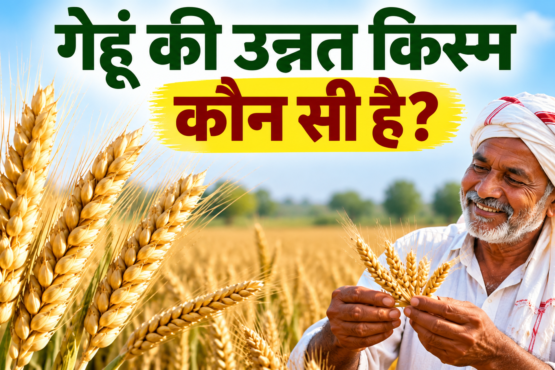 Gehu Ki Unnat Kism Konsi Hai?