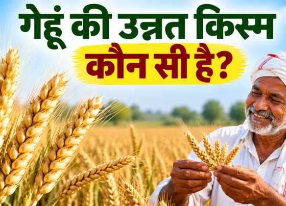 Gehu Ki Unnat Kism Konsi Hai?