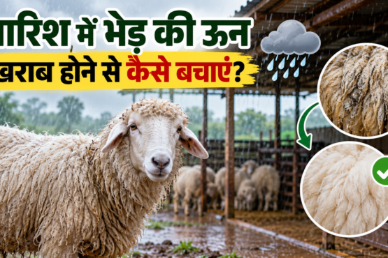 Bhed Ki Un Ko Kharab Hone Se Kaise Bachaye