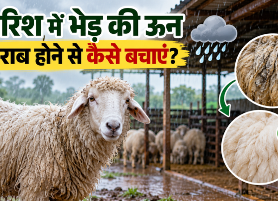 Bhed Ki Un Ko Kharab Hone Se Kaise Bachaye