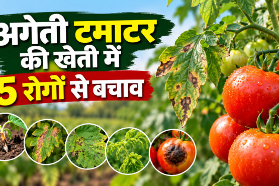 Ageti Tamatar Ki Kheti Mein Rogon Se Bachav Kaise Karein