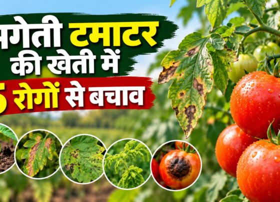 Ageti Tamatar Ki Kheti Mein Rogon Se Bachav Kaise Karein