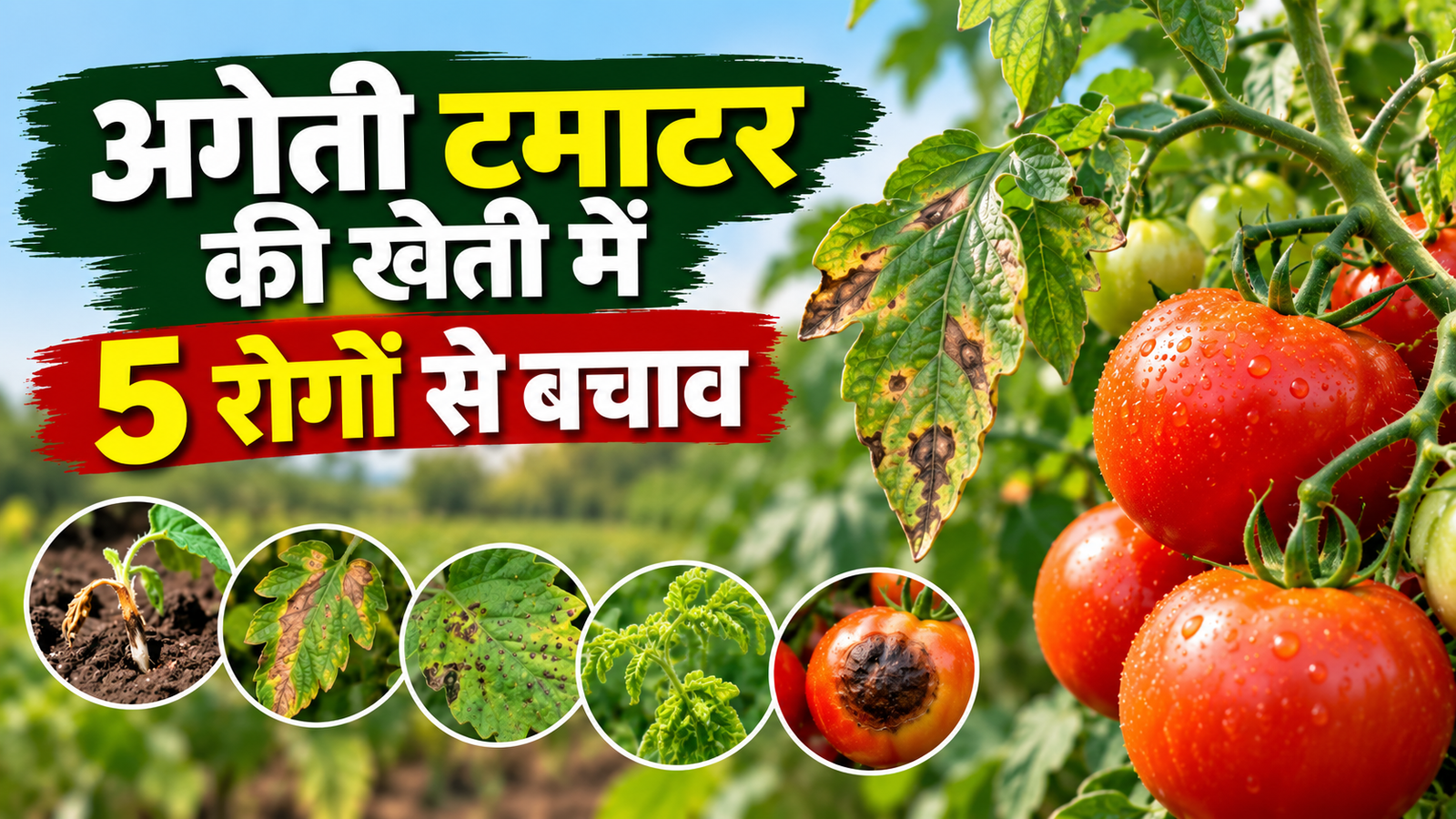अगेती टमाटर की खेती में 5 रोगों से रहें सावधान, जानें बचाव के आसान उपाय  Ageti Tamatar Ki Kheti Mein Rogon Se Bachav Kaise Karein