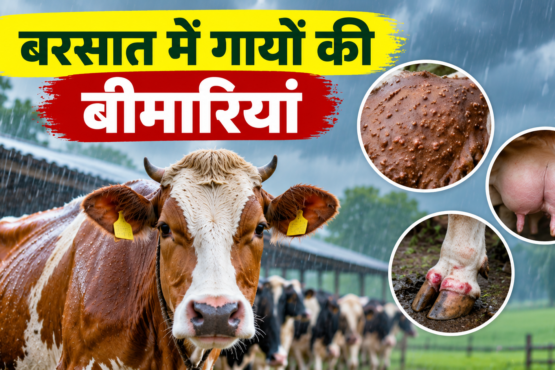 Barish Mein Gaiyon Ko Kaun Kaun Si Bimari Hoti Hai