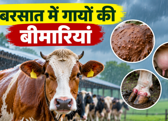 Barish Mein Gaiyon Ko Kaun Kaun Si Bimari Hoti Hai
