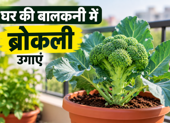 Ghar Par Broccoli Kaise Ugaye