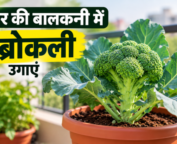 Ghar Par Broccoli Kaise Ugaye