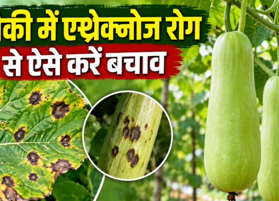 Lauki Me Anthracnose Rog Se Bachav