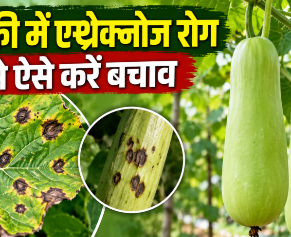 Lauki Me Anthracnose Rog Se Bachav
