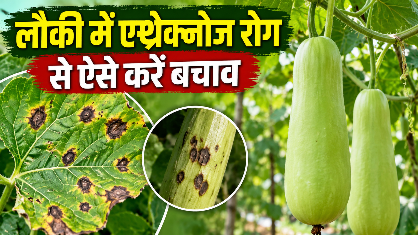 लौकी की पत्तियों पर काले धब्बे और सूख रहा पौधा? एन्थ्रेक्नोज रोग से ऐसे करें बचाव Lauki Me Anthracnose Rog Se Bachav