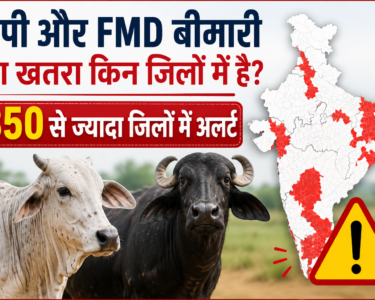 Lumpy Aur FMD Bimari Ka Khatra Kin Jilon Mein Hai