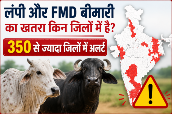 Lumpy Aur FMD Bimari Ka Khatra Kin Jilon Mein Hai