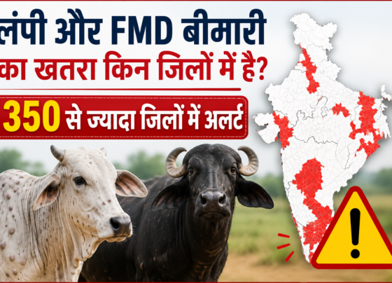 Lumpy Aur FMD Bimari Ka Khatra Kin Jilon Mein Hai