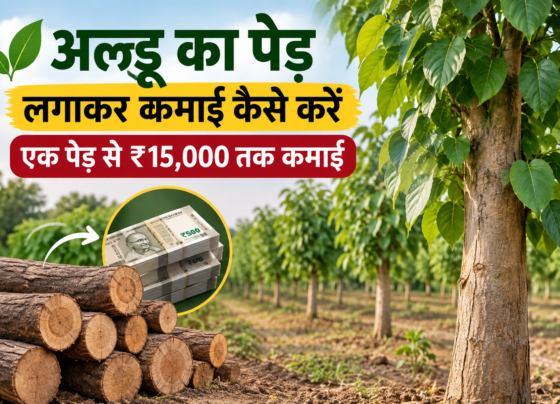 Aldoo Ka Ped Lagakar Kamai Kaise Karein