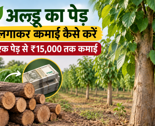 Aldoo Ka Ped Lagakar Kamai Kaise Karein