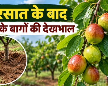Ber Ke Bagon Ki Dekhbhal Kaise Karein