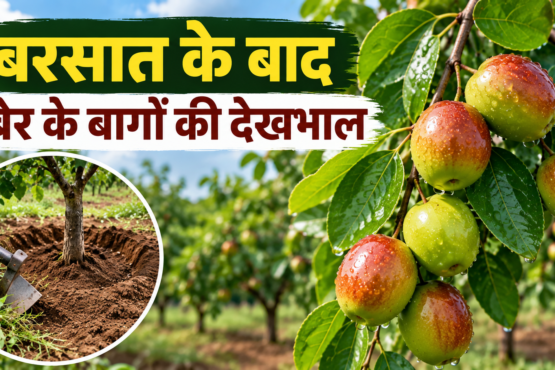 Ber Ke Bagon Ki Dekhbhal Kaise Karein