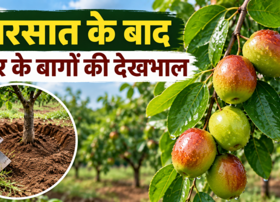 Ber Ke Bagon Ki Dekhbhal Kaise Karein