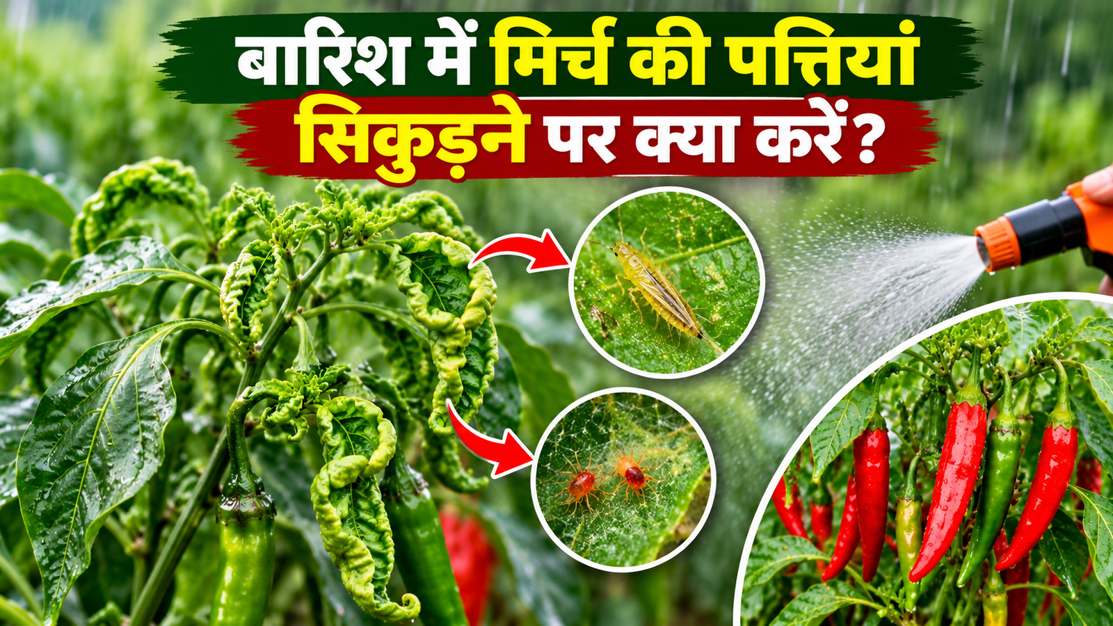 मिर्च की पत्तियां सिकुड़ने पर क्या करें, बारिश में फसल बचाने के आसान उपाय Mirch Ki Pattiyan Sikudne Par Kya Karein?