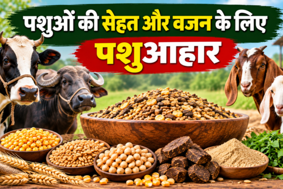 Pashuon Ki Sehat Aur Wajan Ke Liye Pashuaahar