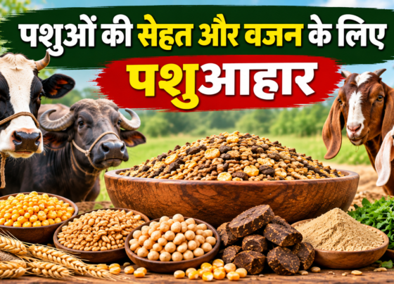 Pashuon Ki Sehat Aur Wajan Ke Liye Pashuaahar