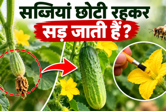 Sabjiyan Chhoti Rahkar Sadne Ka Karan