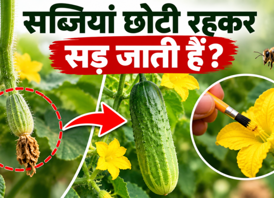 Sabjiyan Chhoti Rahkar Sadne Ka Karan