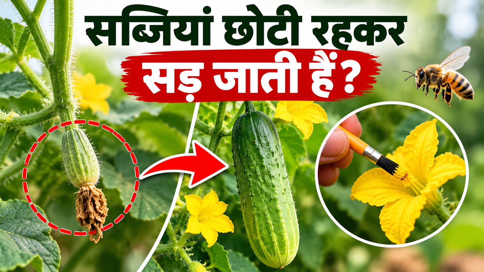 सब्जियां छोटी रहकर सड़ जाती हैं? जानिए सब्जियों में  परागण का सही तरीका Sabjiyan Chhoti Rahkar Sadne Ka Karan