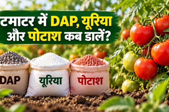 Tomato Mein DAP Urea Aur Potash Kab Dalein
