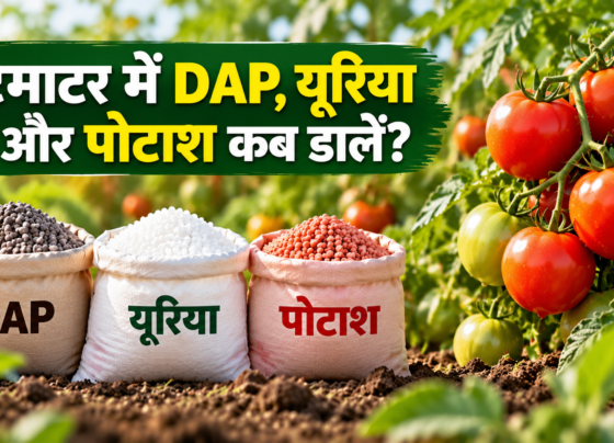 Tomato Mein DAP Urea Aur Potash Kab Dalein