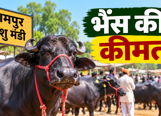 Rampur Pashu Mandi Mein Bhains Ki Keemat