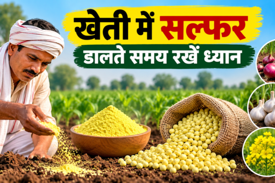 Kheti Mein Sulfur Ka Sahi Istemal
