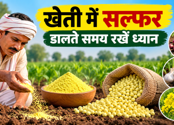 Kheti Mein Sulfur Ka Sahi Istemal