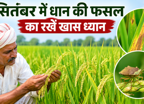 September Mein Dhan Ki Fasal Ki Dekhbhal