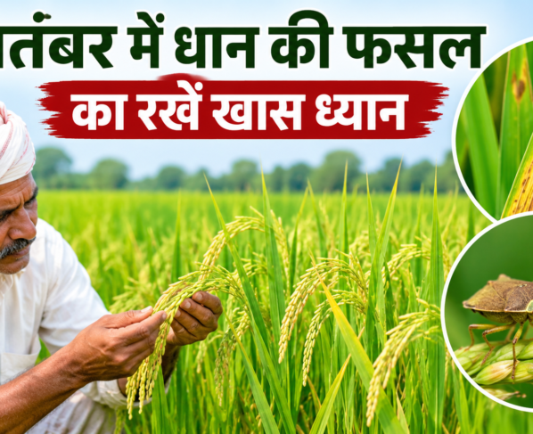 September Mein Dhan Ki Fasal Ki Dekhbhal