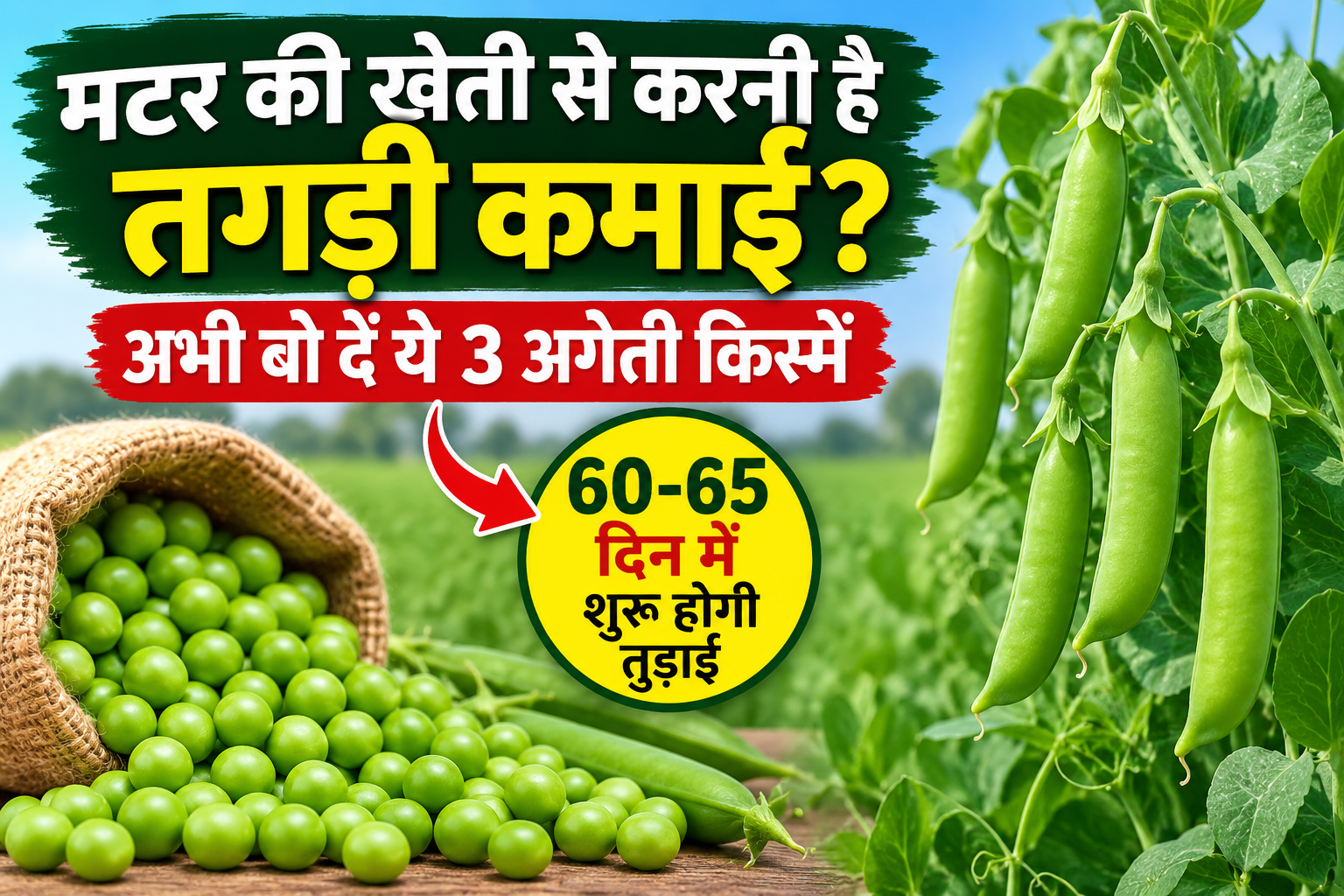 मटर की खेती से करनी है तगड़ी कमाई? अभी बो दें ये 3 अगेती किस्में, 60-65 दिन में शुरू होगी तुड़ाई Matar Ki Ageti Kheti Kaise Kare