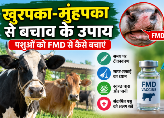 Khurpaka Muhpaka Se Bachav Ke Upay