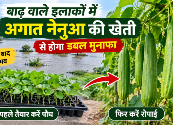 Agat Nenua Ki Kheti Kaise Kare?
