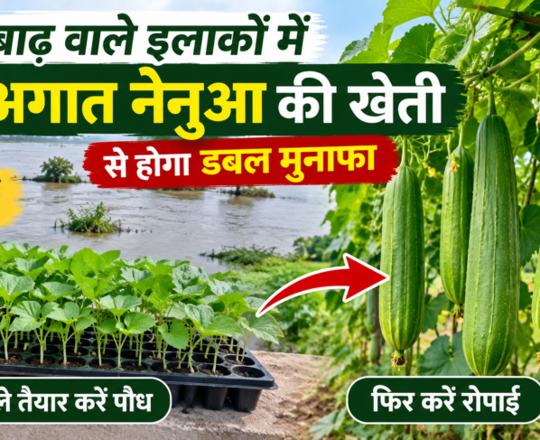Agat Nenua Ki Kheti Kaise Kare?