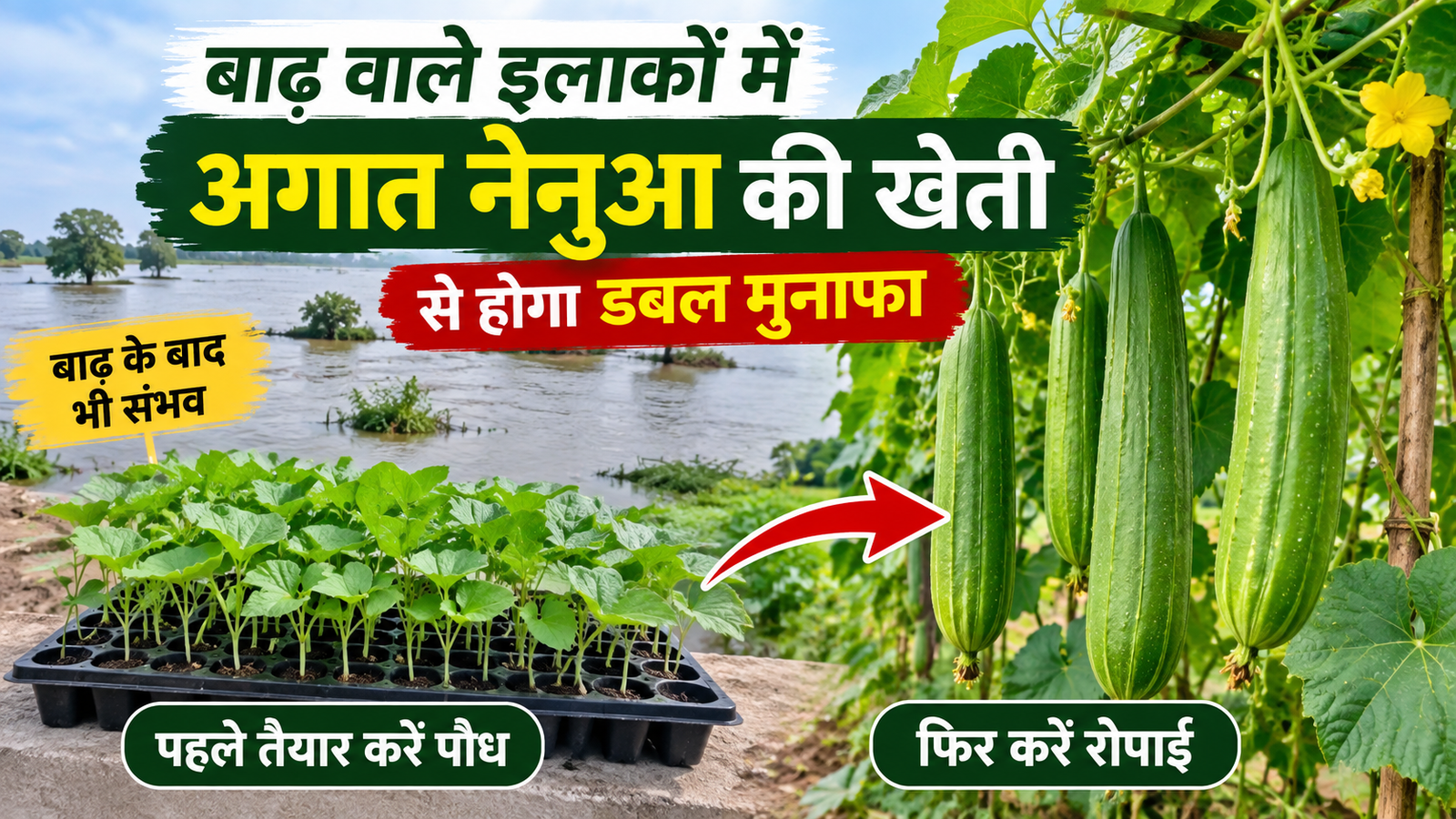 बाढ़ वाले इलाकों में अगात नेनुआ की खेती से होगा डबल मुनाफा, जानें आसान तरीका Agat Nenua Ki Kheti Kaise Kare?